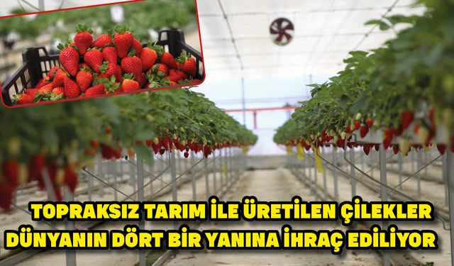 Topraksız tarım ile üretilen çilekler dünyanın dört bir yanına ihraç ediliyor