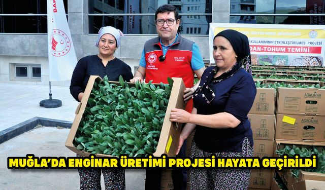 Muğla'da enginar üretimi projesi hayata geçirildi