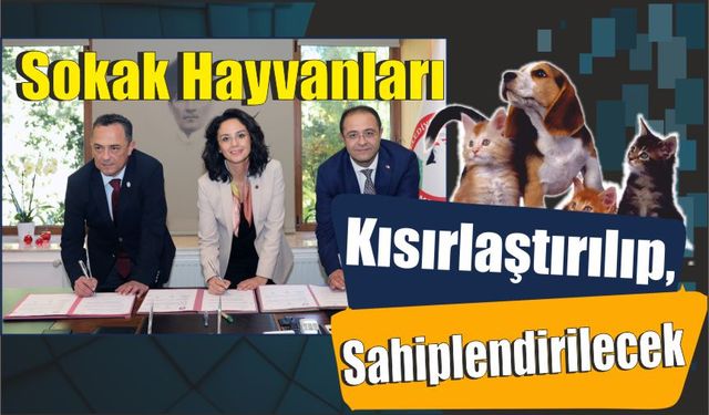 Sokak Hayvanları Kısırlaştırılıp, Sahiplendirilecek