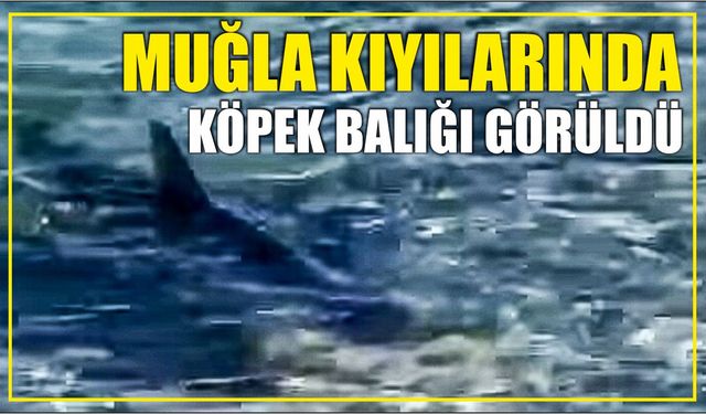 Muğla kıyılarında köpek balığı görüldü