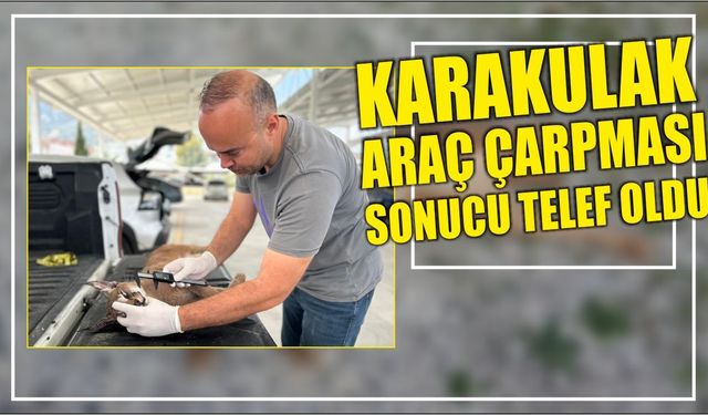 Karakulak araç çarpması sonucu telef oldu