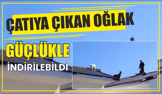 Çatıya çıkan oğlak güçlükle indirilebildi