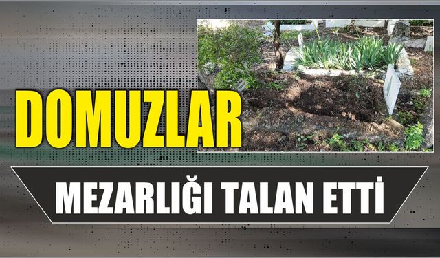 Domuzlar Mezarlığı Talan Etti