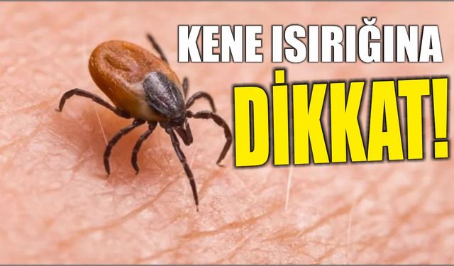 Kene ısırığına dikkat!