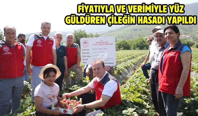 Fiyatıyla ve verimiyle yüz güldüren çileğin hasadı yapıldı