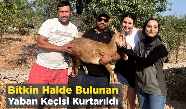 Bitkin Halde Bulunan Yaban Keçisi Kurtarıldı