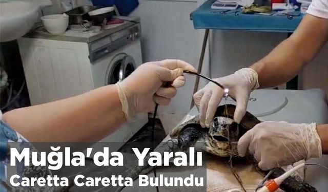 Muğla'da Yaralı Caretta Caretta Bulundu