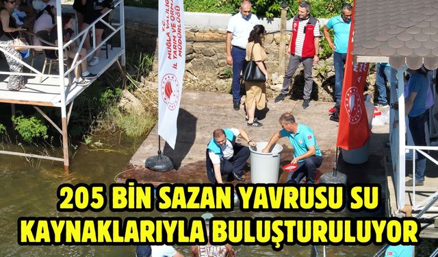 205 Bin Sazan Yavrusu Su Kaynaklarıyla Buluşturuluyor