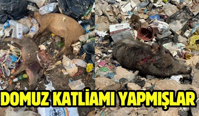 Domuz katliamı yapmışlar
