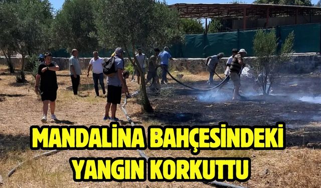 Mandalina bahçesindeki yangın korkuttu