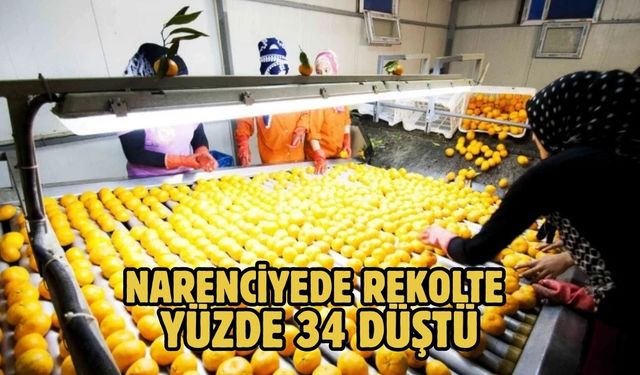 NARENCİYEDE REKOLTE YÜZDE 34 DÜŞTÜ