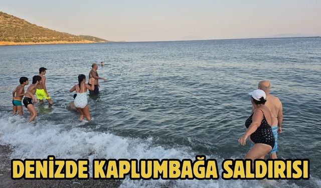 Denizde Kaplumbağa Saldırısı