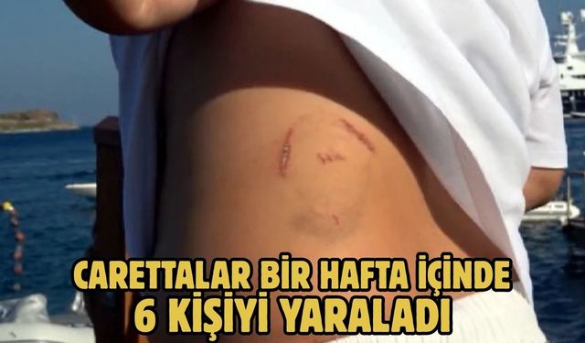 Carettalar Bir Hafta İçinde 6 Kişiyi Yaraladı