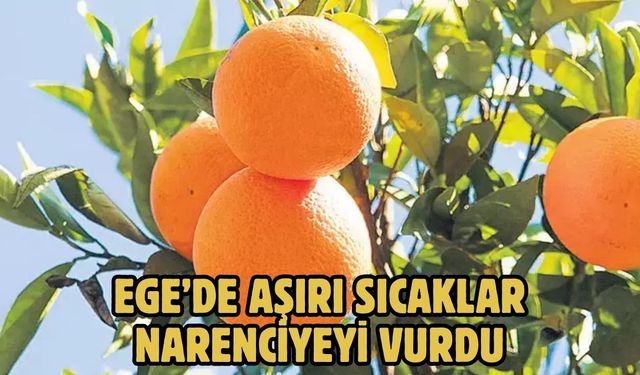 EGE’DE AŞIRI SICAKLAR NARENCİYEYİ VURDU
