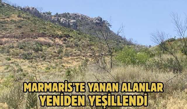 Marmaris'te yanan alanlar yeniden yeşillendi