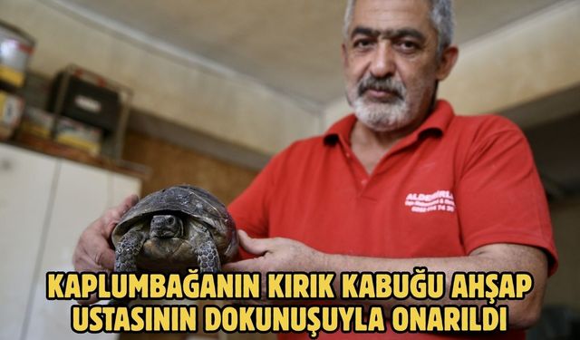 Kaplumbağanın kırık kabuğu ahşap ustasının dokunuşuyla onarıldı