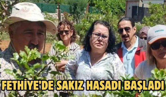 Fethiye’de sakız hasadı başladı