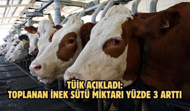 TÜİK AÇIKLADI: Toplanan inek sütü miktarı yüzde 3 arttı