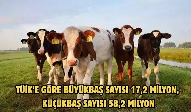 TÜİK’E GÖRE Büyükbaş sayısı 17,2 milyon, küçükbaş sayısı 58,2 milyon
