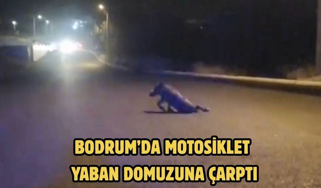 Bodrum’da Motosiklet Yaban Domuzuna Çarptı