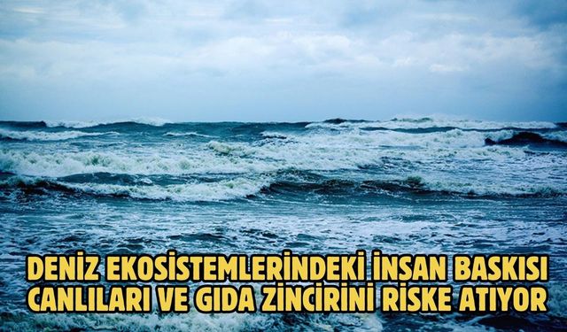 Deniz ekosistemlerindeki insan baskısı canlıları ve gıda zincirini riske atıyor