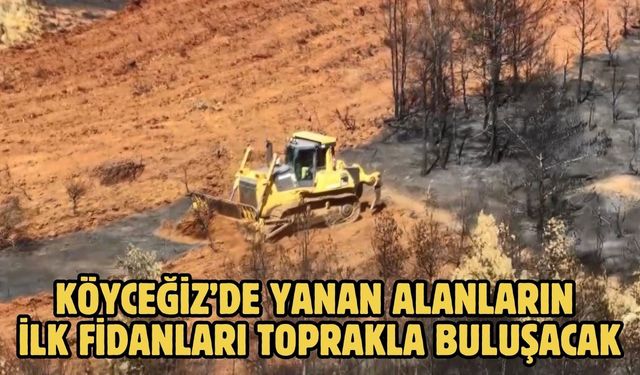 Köyceğiz’de yanan alanların ilk fidanları toprakla buluşacak
