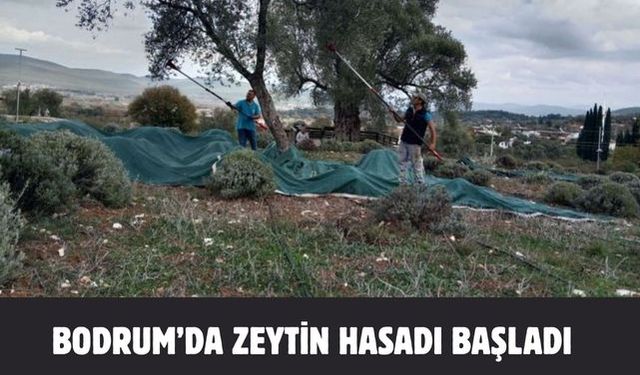 Bodrum’da Zeytin Hasadı Başladı
