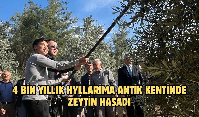 4 bin yıllık Hyllarima Antik Kenti'nde Zeytin hasadı