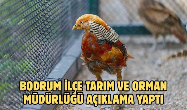 Bodrum ilçe Tarım ve Orman Müdürlüğü Açıklama Yaptı