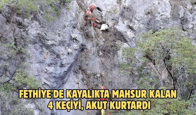 Fethiye'de kayalıkta mahsur kalan 4 keçiyi, AKUT kurtardı