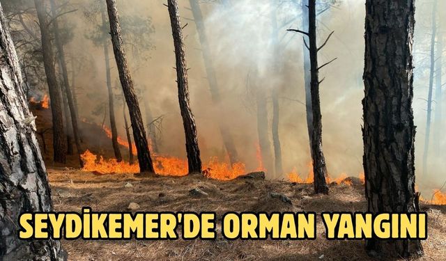 Seydikemer'de orman yangını