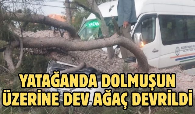 Yatağanda dolmuşun üzerine dev ağaç devrildi