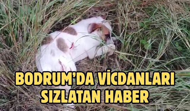 Bodrum’da Vicdanları Sızlatan Haber