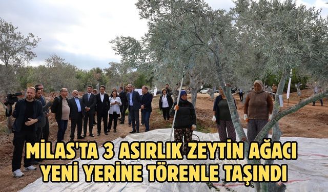 Milas'ta 3 asırlık zeytin ağacı yeni yerine törenle taşındı