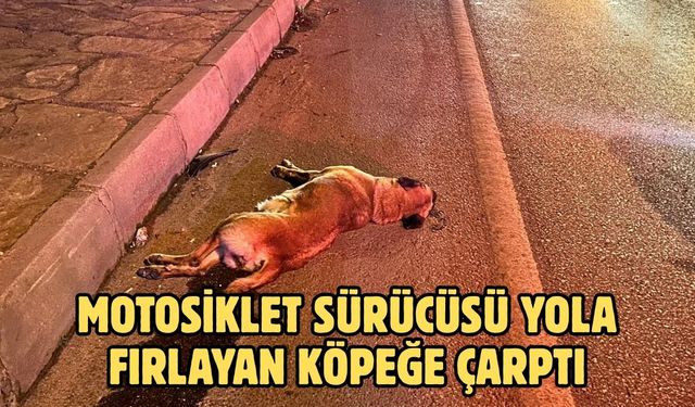 Motosiklet Sürücüsü Yola Fırlayan Köpeğe Çarptı