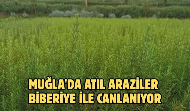 Muğla'da atıl araziler biberiye ile canlanıyor