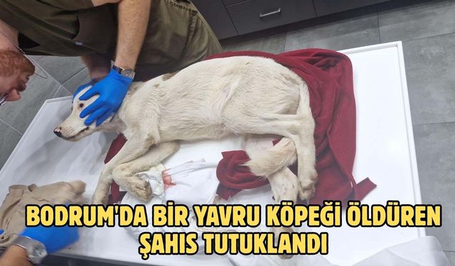 Bodrum'da bir yavru köpeği öldüren şahıs tutuklandı