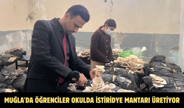 Muğla'da öğrenciler okulda istiridye mantarı üretiyor