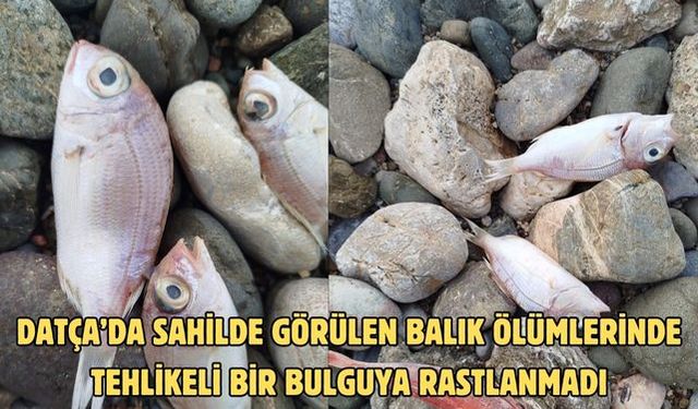Datça’da sahilde görülen balık ölümlerinde tehlikeli bir bulguya rastlanmadı