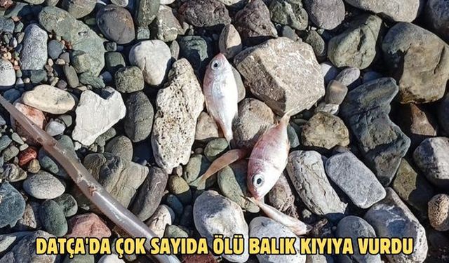 Datça'da çok sayıda ölü balık kıyıya vurdu