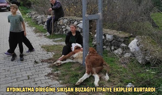 Aydınlatma direğine sıkışan buzağıyı itfaiye ekipleri kurtardı