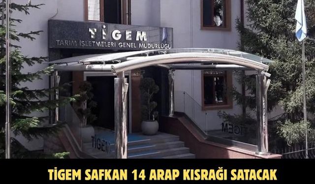 TİGEM safkan 14 Arap kısrağı satacak