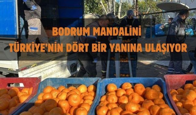 BODRUM MANDALİNİ TÜRKİYE’NİN DÖRT BİR YANINA ULAŞIYOR