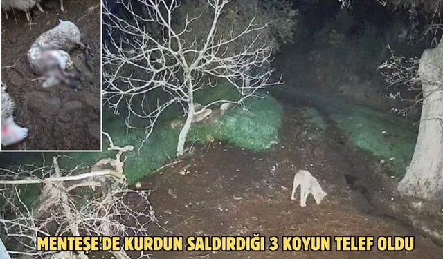 Menteşe'de kurdun saldırdığı 3 koyun telef oldu