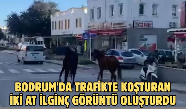 Bodrum'da trafikte koşturan iki at ilginç görüntü oluşturdu