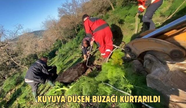 Kuyuya düşen buzağı kurtarıldı