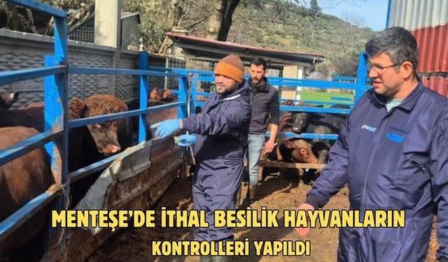 Menteşe’de ithal besilik hayvanların sağlık kontrolleri yapıldı