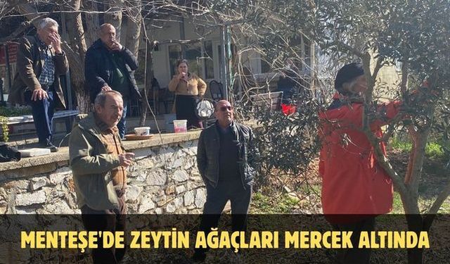 Menteşe'de zeytin ağaçları mercek altında