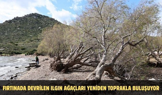 Fırtınada devrilen Ilgın ağaçları yeniden toprakla buluşuyor