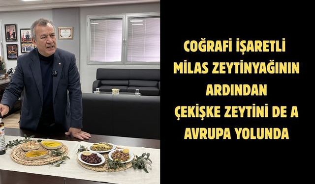 Coğrafi işaretli Milas zeytinyağının ardından Çekişke zeytini de Avrupa yolunda